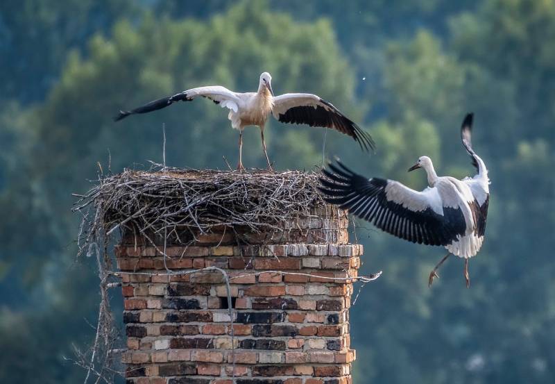 Professional Chimney Animal Removal Services in North Hollywood, California