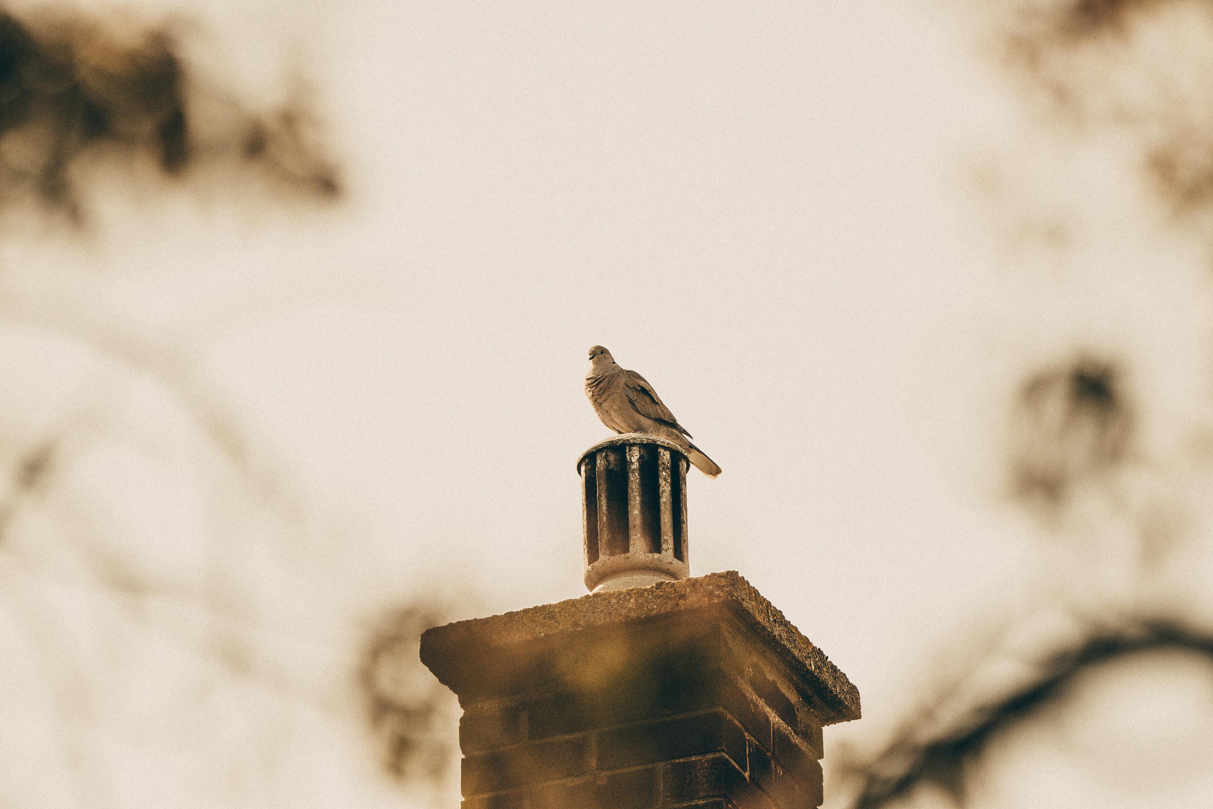 Expert Chimney Cap Installation in North Hollywood, California